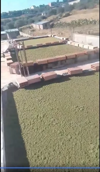 AZOLLA
