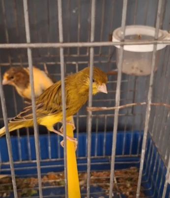 Canari