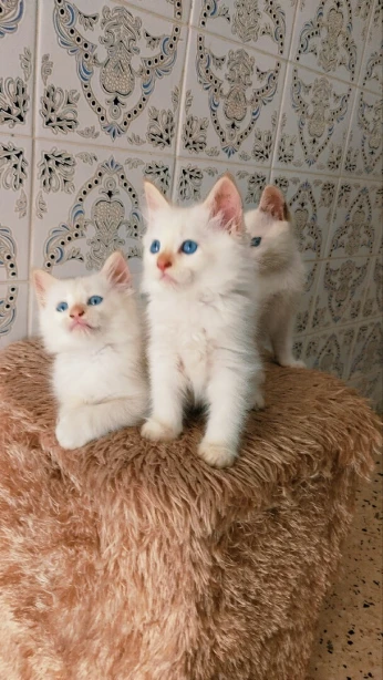 3 Chaton Red point mâle et femelle 