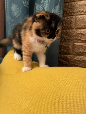 Chat scottish