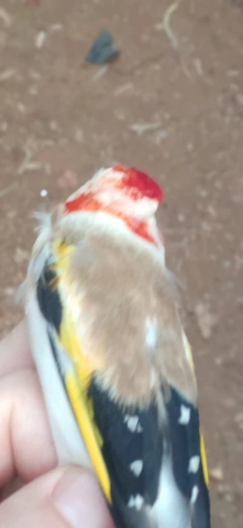 ماجور راس ابيض