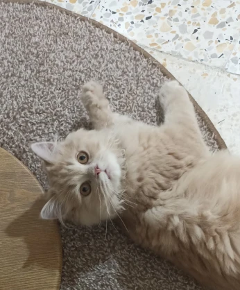 Chat persan