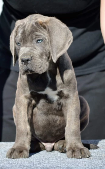 Cane corso