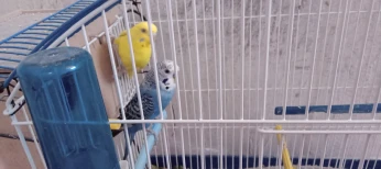 بيع كوبلة بيروش مع القفص و العش