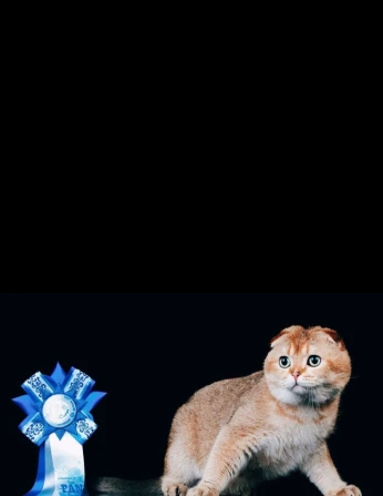 Scottish fold golden