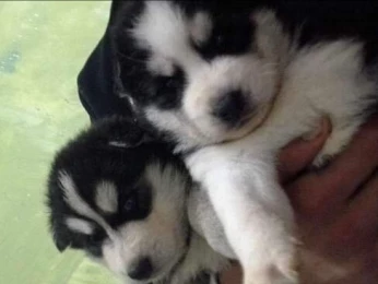 chien husky bon prix ba 2