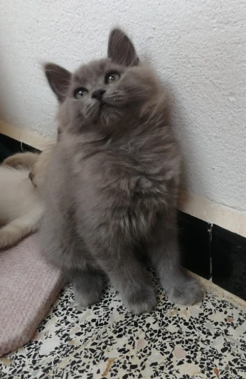 Chat persan