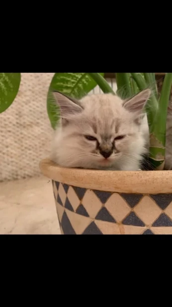 Chaton Ragdoll croisé Persans femelle