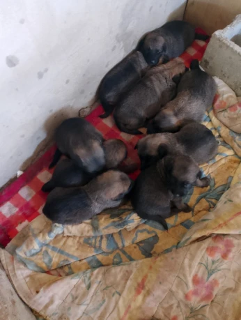 Malinois charbonné