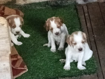 Chiens de chasse