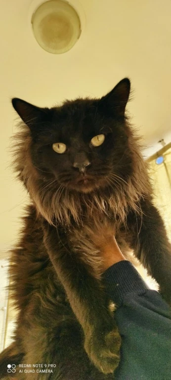 chat Maine coon