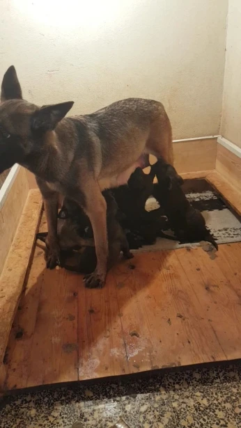 une femelle malinois charbonner top de top pour l'élevage à vendre
