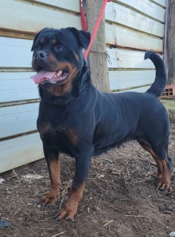 Femelle Rottweiler Serbie 29 mois