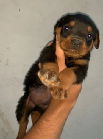 Rottweiler chiot 