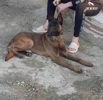 Malinois Masque noir كلب مالينو