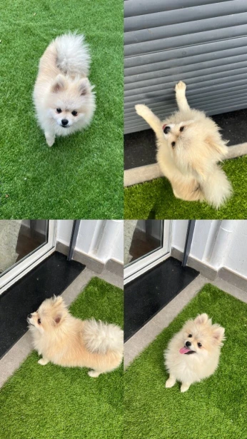 Adorable spitz a vendre pure race