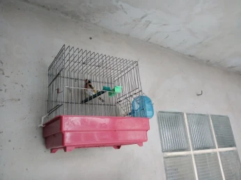مقنين سوفاج شهر أو نص كاجا مبواطي مجناحو 