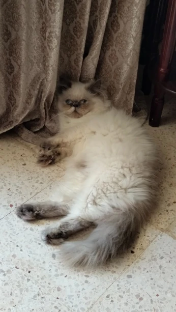 Himalayane bleue point