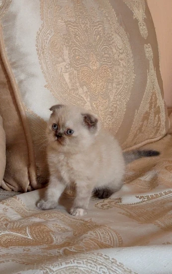 Chat scottish fold