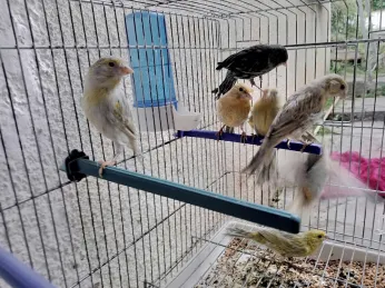 Canari