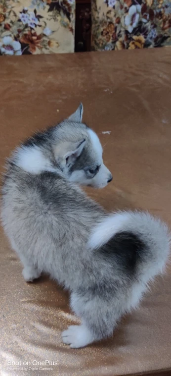 Husky