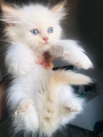 Persan croisé Ragdoll