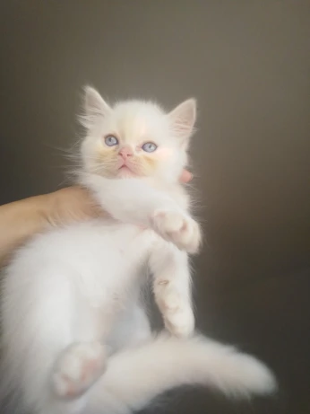 Male persan Ragdoll