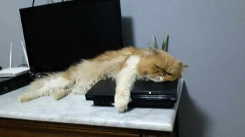 Vendre Chat persan Pic faiste