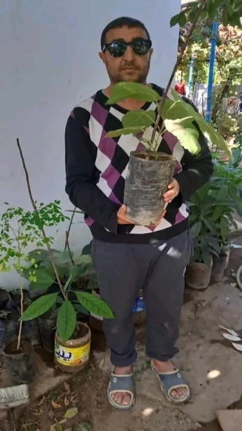 شجرة الكيوي
