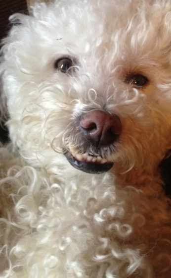 Caniche bichon