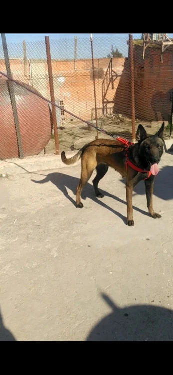 فمال مالينوا