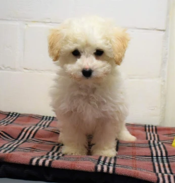 Bichon frisé