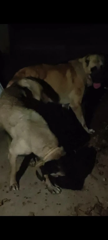 Chiot kangal pure race