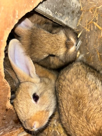 Lapins de race