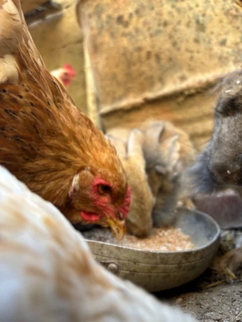 Lapins et poules à vendre