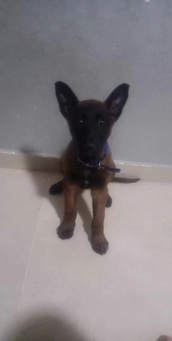 Malinois charbonnier