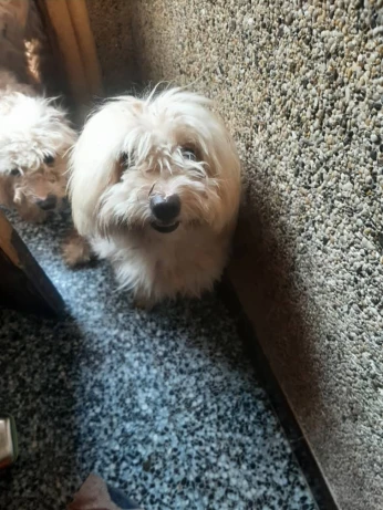 كانيش، caniche