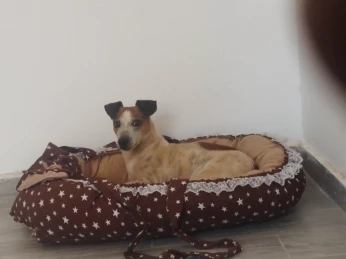 Chien de chasse jack russell terrier