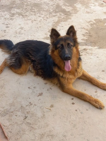 Chien bergie