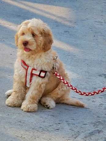 Vente chiots caniches