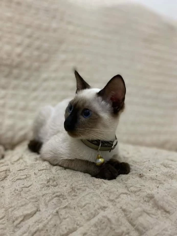 Chat siamois