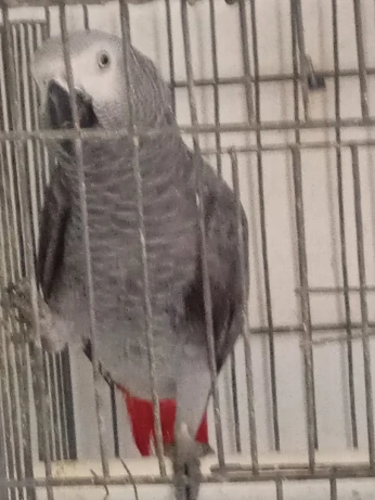 بيع ببغاء