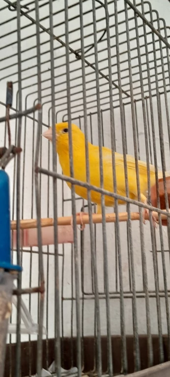 Femelle canari