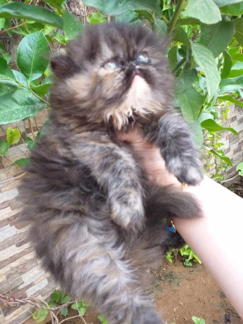 Chat persan femelle péke face avec carnet