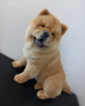 Vend chow chow âgée de 6 mois