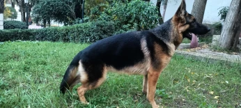 Berger Allemand