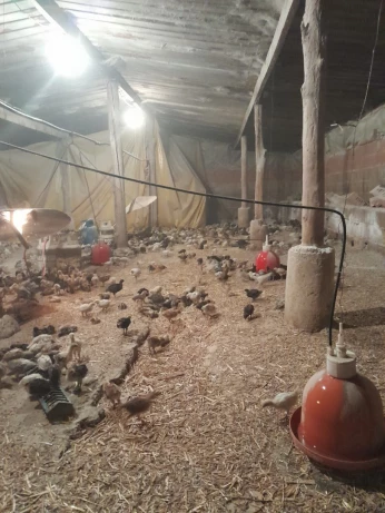 فلوس عرب