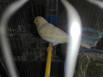 Canari satiné