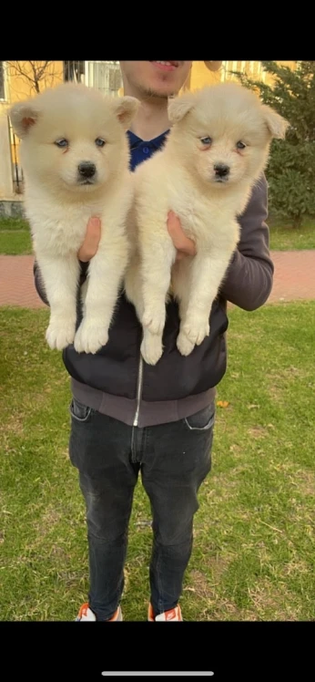 Chiot husky poil long