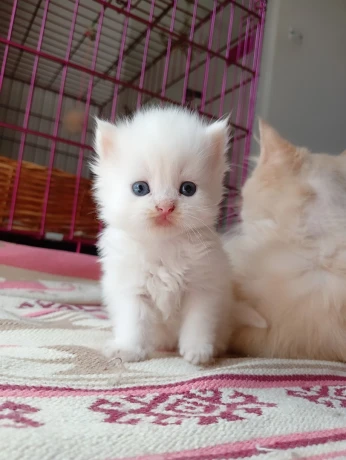 Chat persan chinchilla blanc